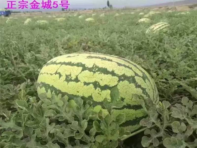 【双红瓤】金城五号西瓜种子特大甘肃压砂西瓜沙漠西瓜种子
