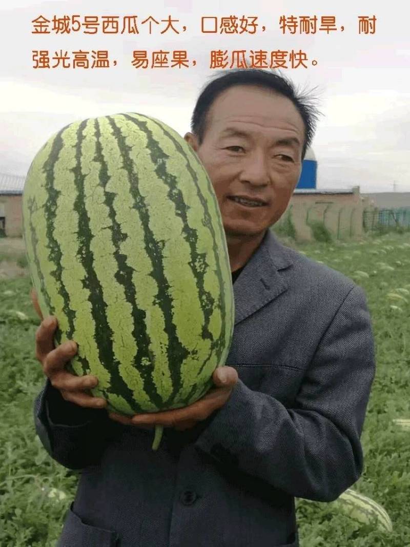 【双红瓤】金城五号西瓜种子特大甘肃压砂西瓜沙漠西瓜种子