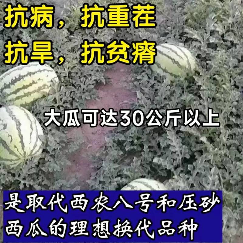 【双红瓤】金城五号西瓜种子特大甘肃压砂西瓜沙漠西瓜种子