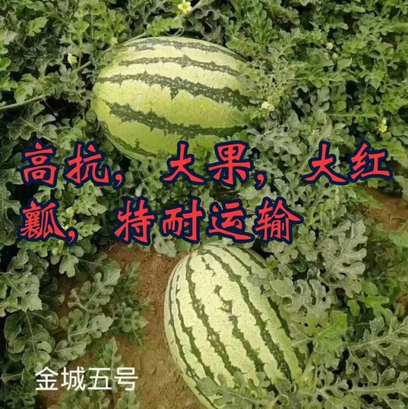 【双红瓤】金城五号西瓜种子特大甘肃压砂西瓜沙漠西瓜种子