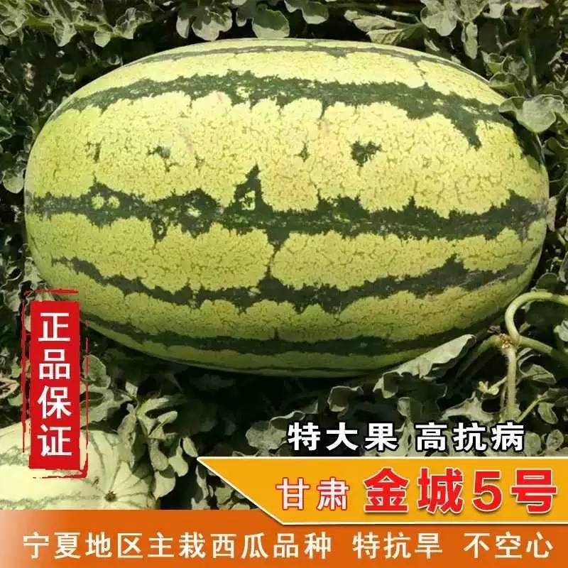 【双红瓤】金城五号西瓜种子特大甘肃压砂西瓜沙漠西瓜种子