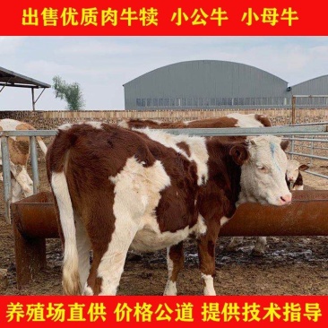 【买十送一】西门塔尔肉牛犊鲁西黄牛五元杂交牛杂交牛