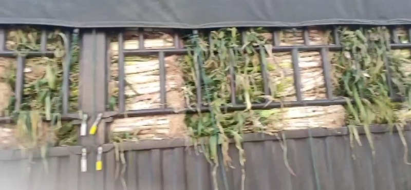 长白大葱上市啦！葱白长，根系干净！葱源充足，可视频看葱…