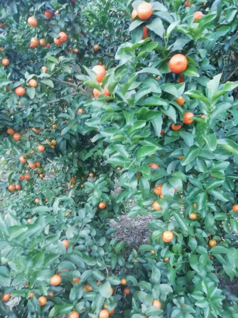广东沙糖桔精品产区大量上市，好山好水口感质量好，
