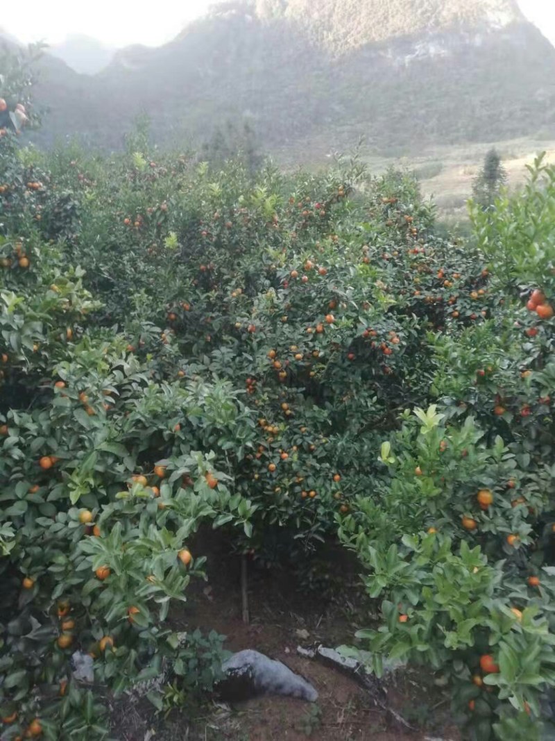 广东沙糖桔精品产区大量上市，好山好水口感质量好，
