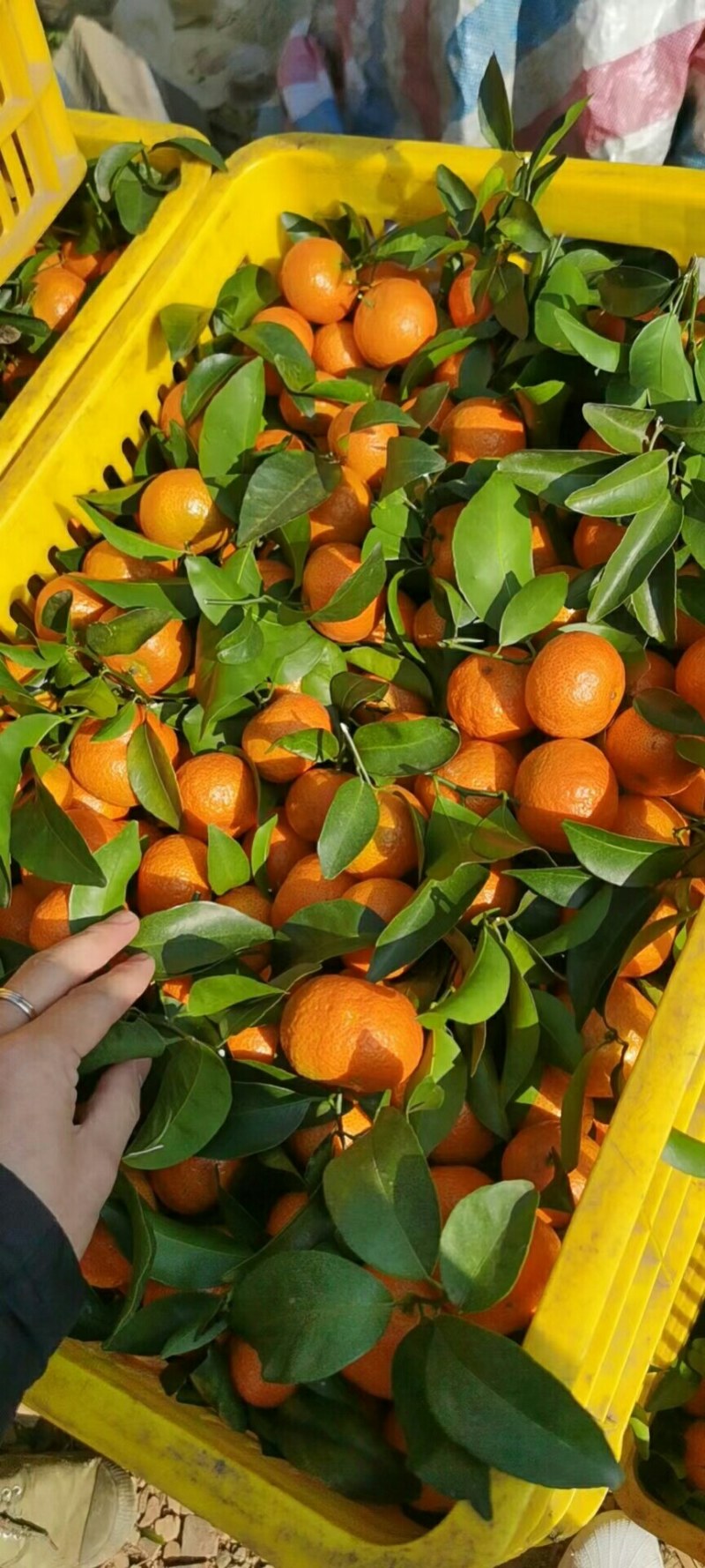 广东沙糖桔精品产区大量上市，好山好水口感质量好，
