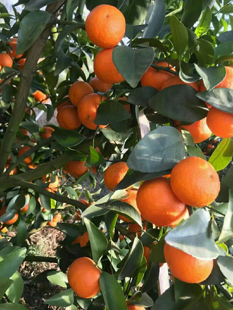 广东沙糖桔精品产区大量上市，好山好水口感质量好，