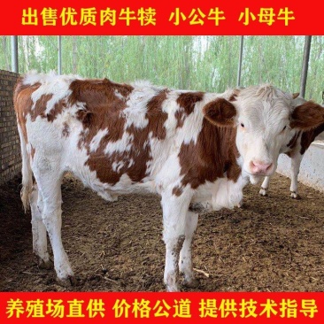 三元杂交牛【每头补贴1500】西门塔尔肉牛犊