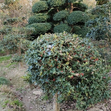枸骨，有刺枸骨，老虎刺原产地河南大量供应