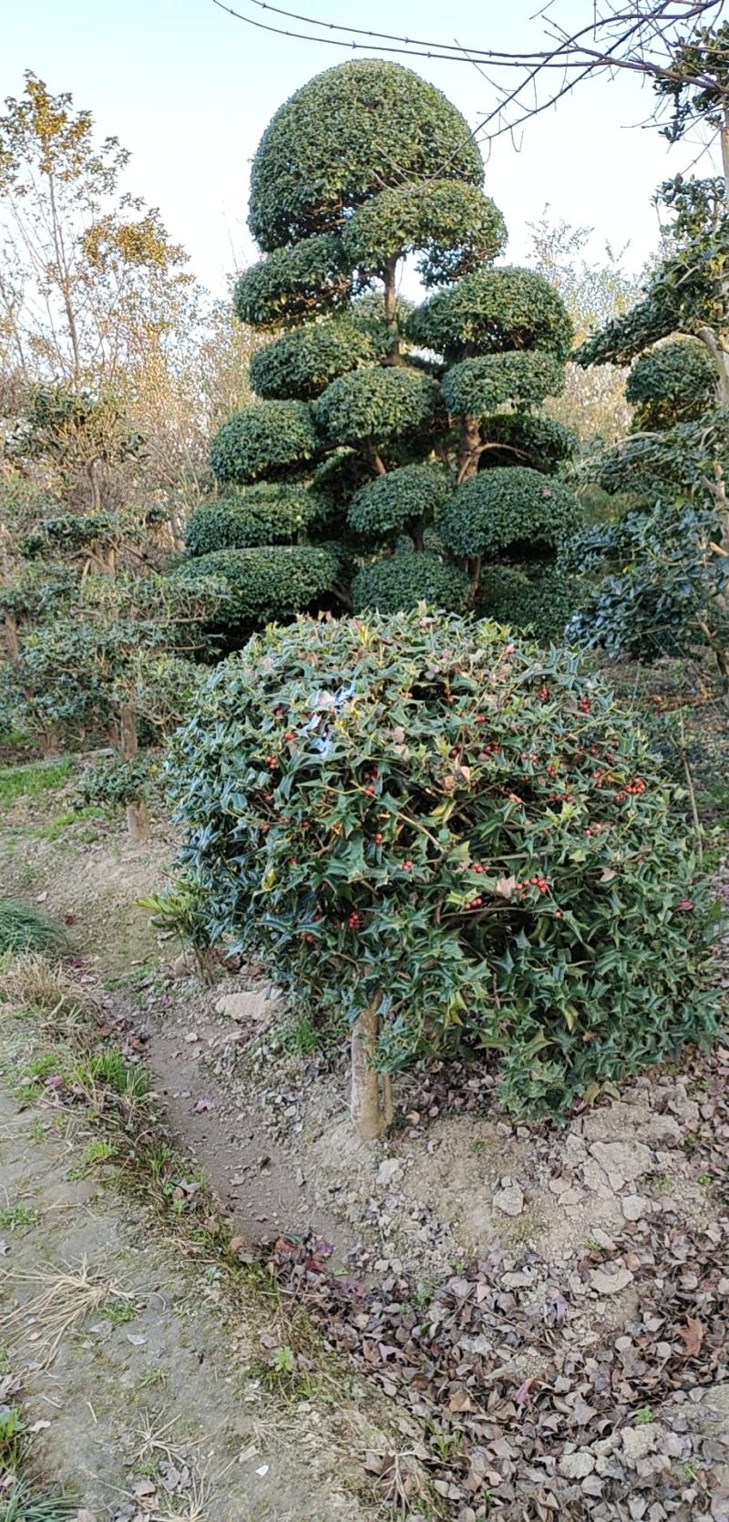 枸骨，有刺枸骨，老虎刺原产地河南大量供应