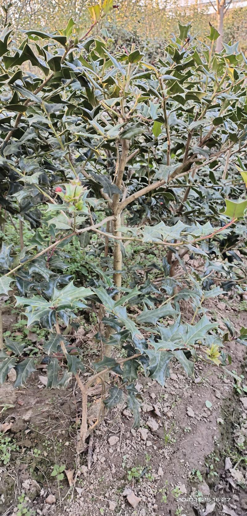 枸骨，有刺枸骨，老虎刺原产地河南大量供应