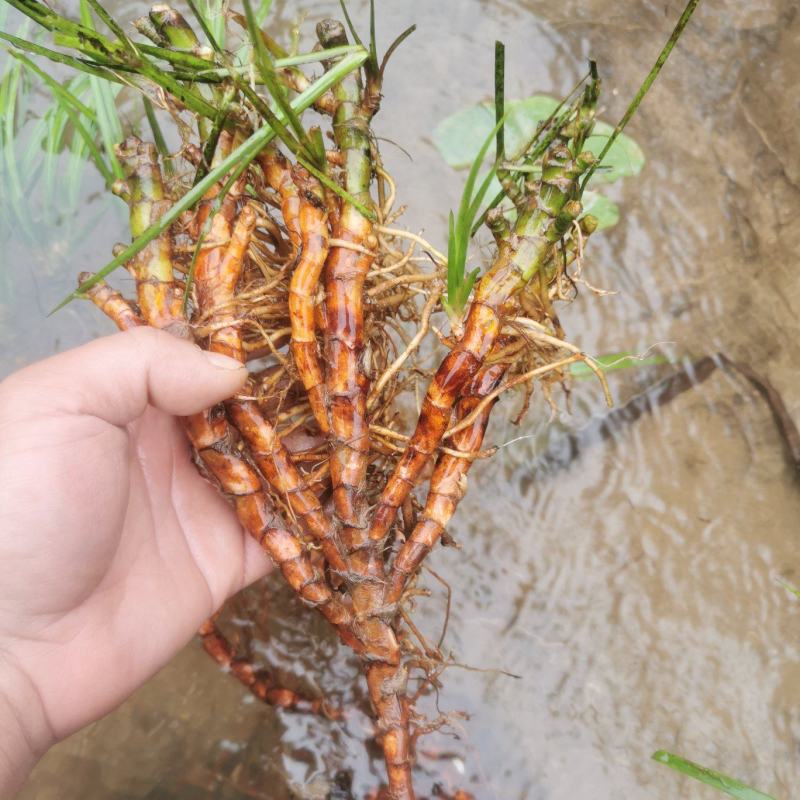 野生石菖蒲干货