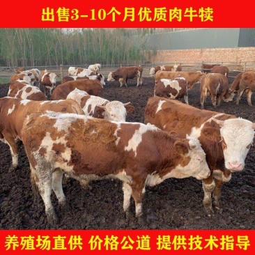 架子牛鲁西黄牛活牛包活包运输长势快个头大
