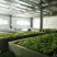 湖北恩施来凤龙须藤茶天然含硒含黄酮养生代用茶厂家现货批发