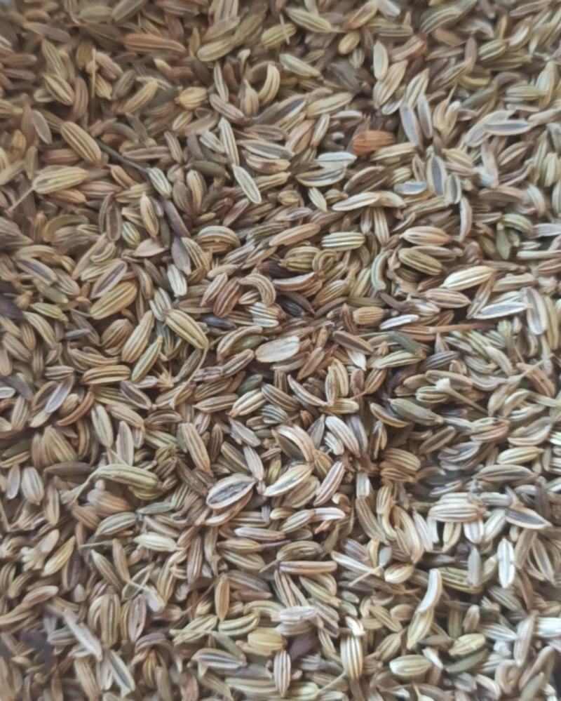 小茴香批发小茴香颗粒饱满产地直销量大从优