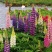 鲁冰花种籽子四季开花易活多年生宿根羽扇豆室内外花卉种子籽