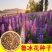 鲁冰花种籽子四季开花易活多年生宿根羽扇豆室内外花卉种子籽