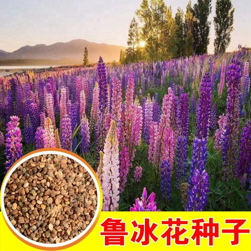 鲁冰花种籽子四季开花易活多年生宿根羽扇豆室内外花卉种子籽