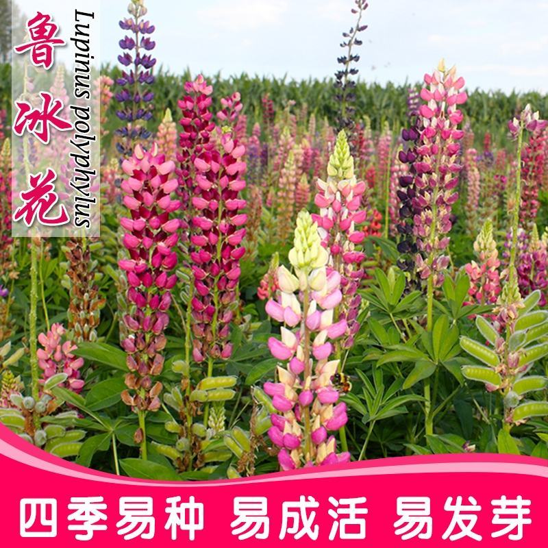 鲁冰花种籽子四季开花易活多年生宿根羽扇豆室内外花卉种子籽
