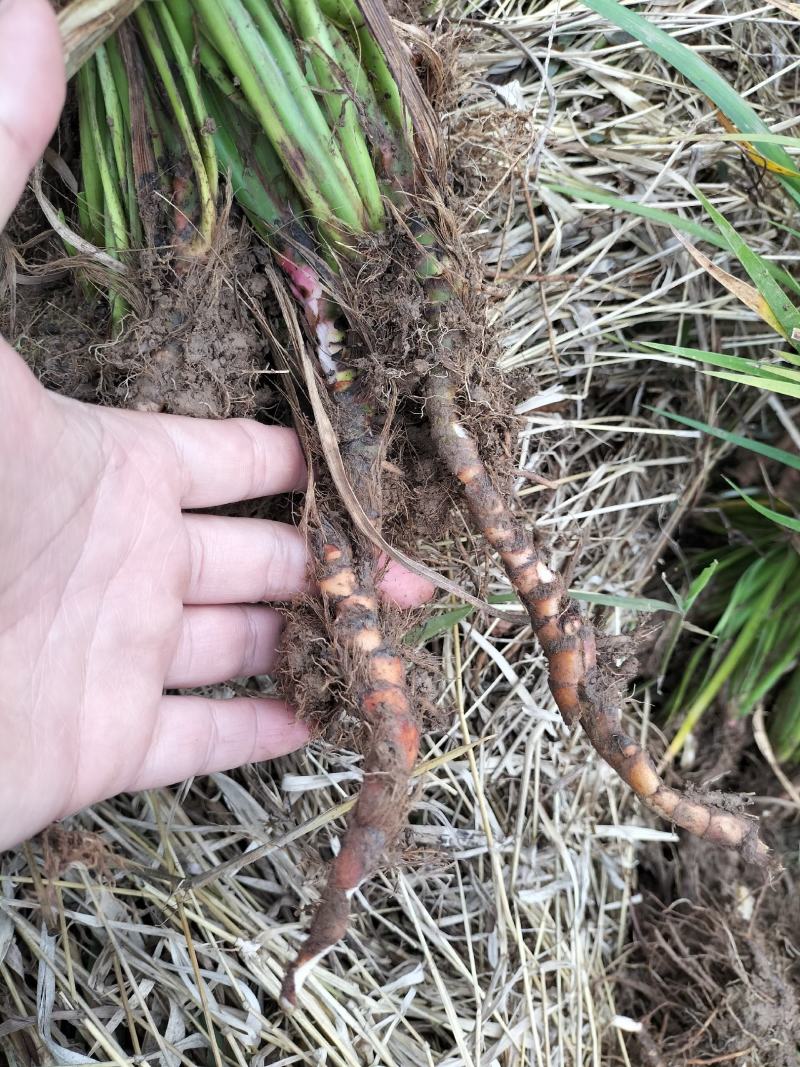 石菖蒲苗