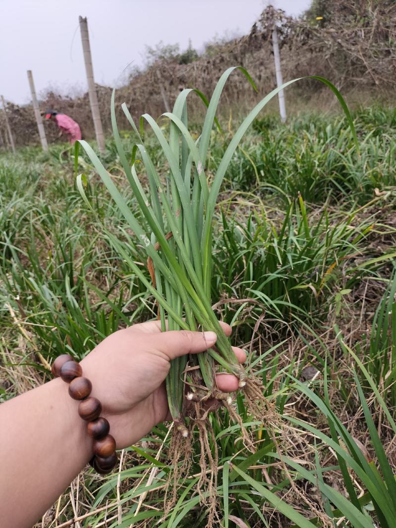 石菖蒲苗