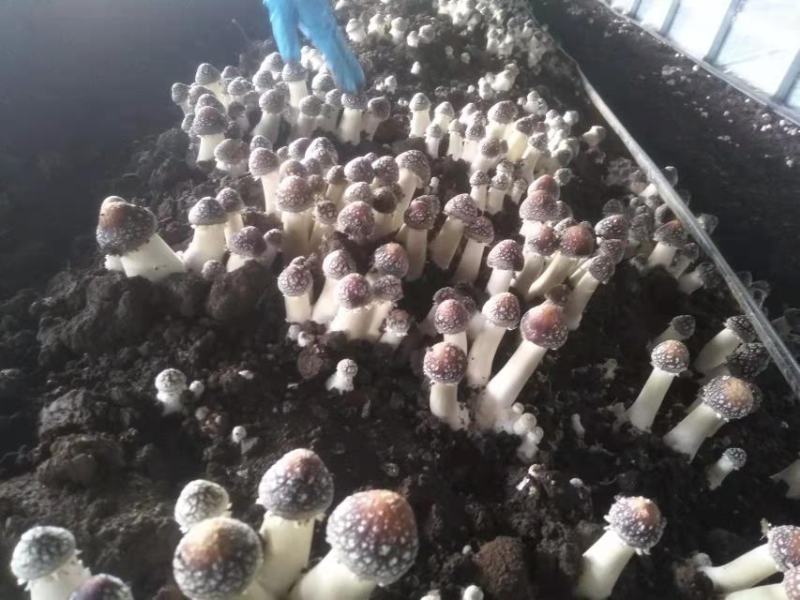 球盖菇