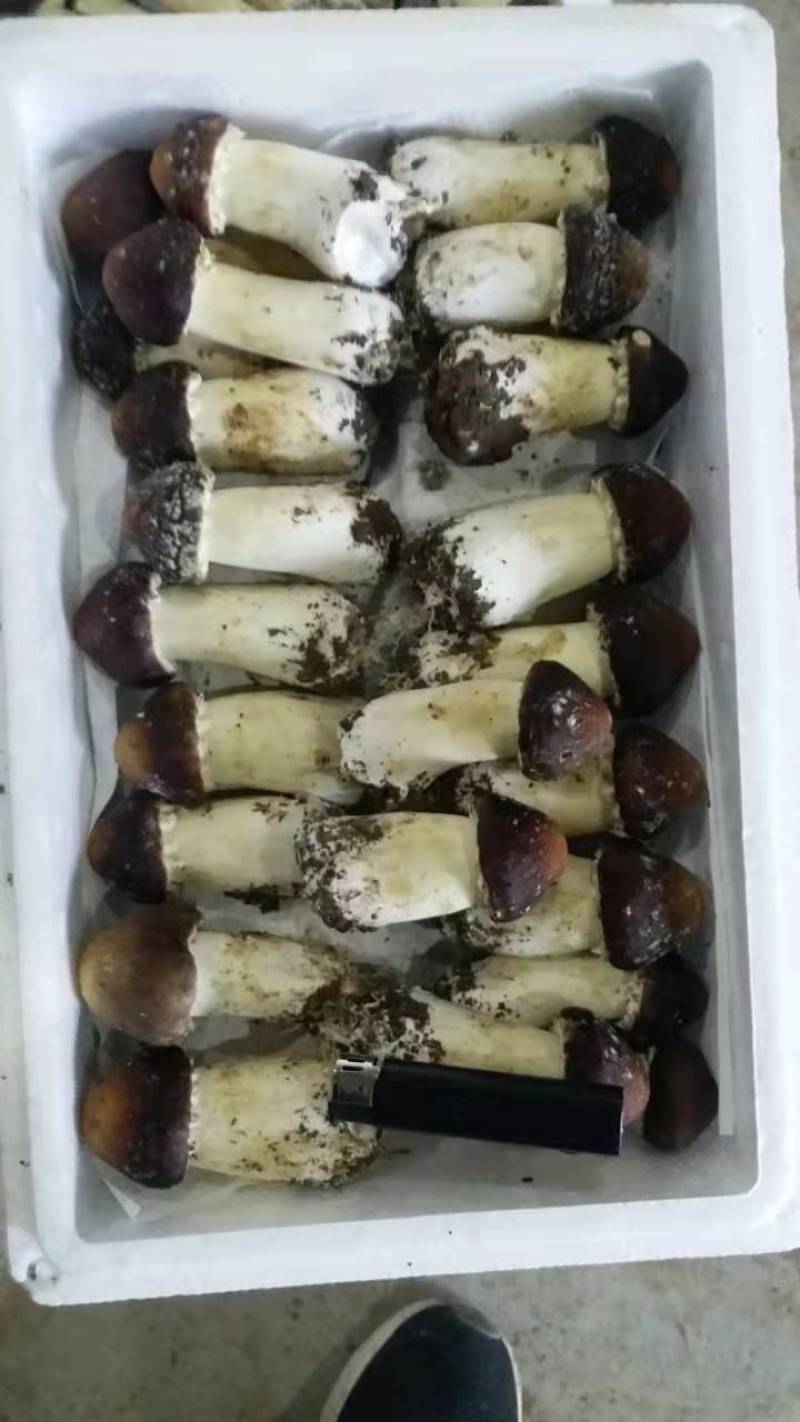 球盖菇