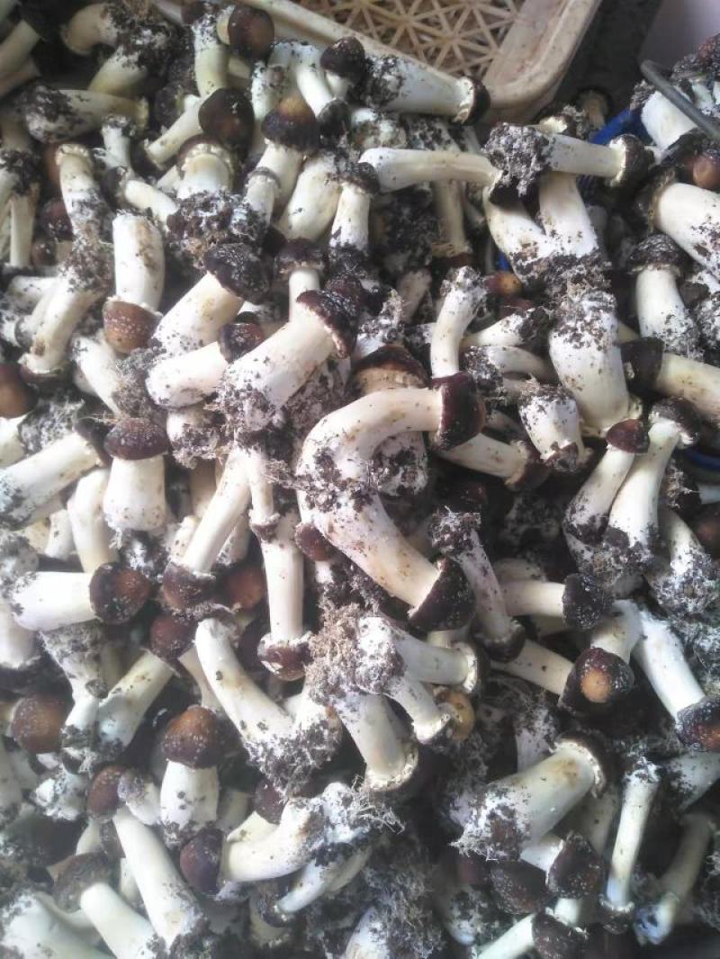 球盖菇