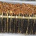 蜈蚣各种规格蜈蚣中药材批发蜈蚣质量保证量大从优