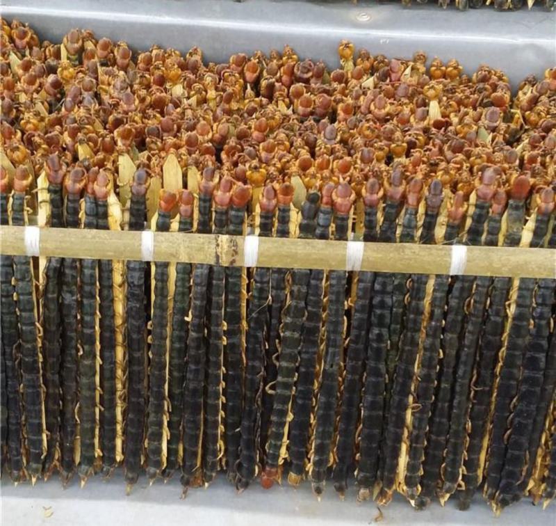 蜈蚣各种规格蜈蚣中药材批发蜈蚣质量保证量大从优