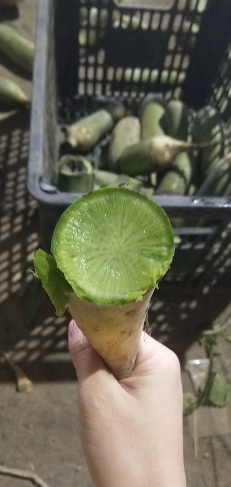 正宗潍县水果萝卜清脆爽口沙窝萝卜一件代发