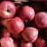 吉林省珲春市寒富苹果可以大量接单可以包山发货