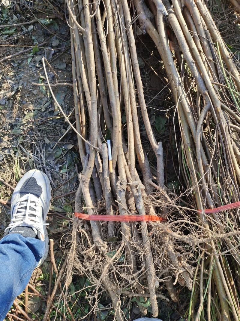 【精品】大红桃早熟桃苗，果型大口感好，南北方均可种植全国供应