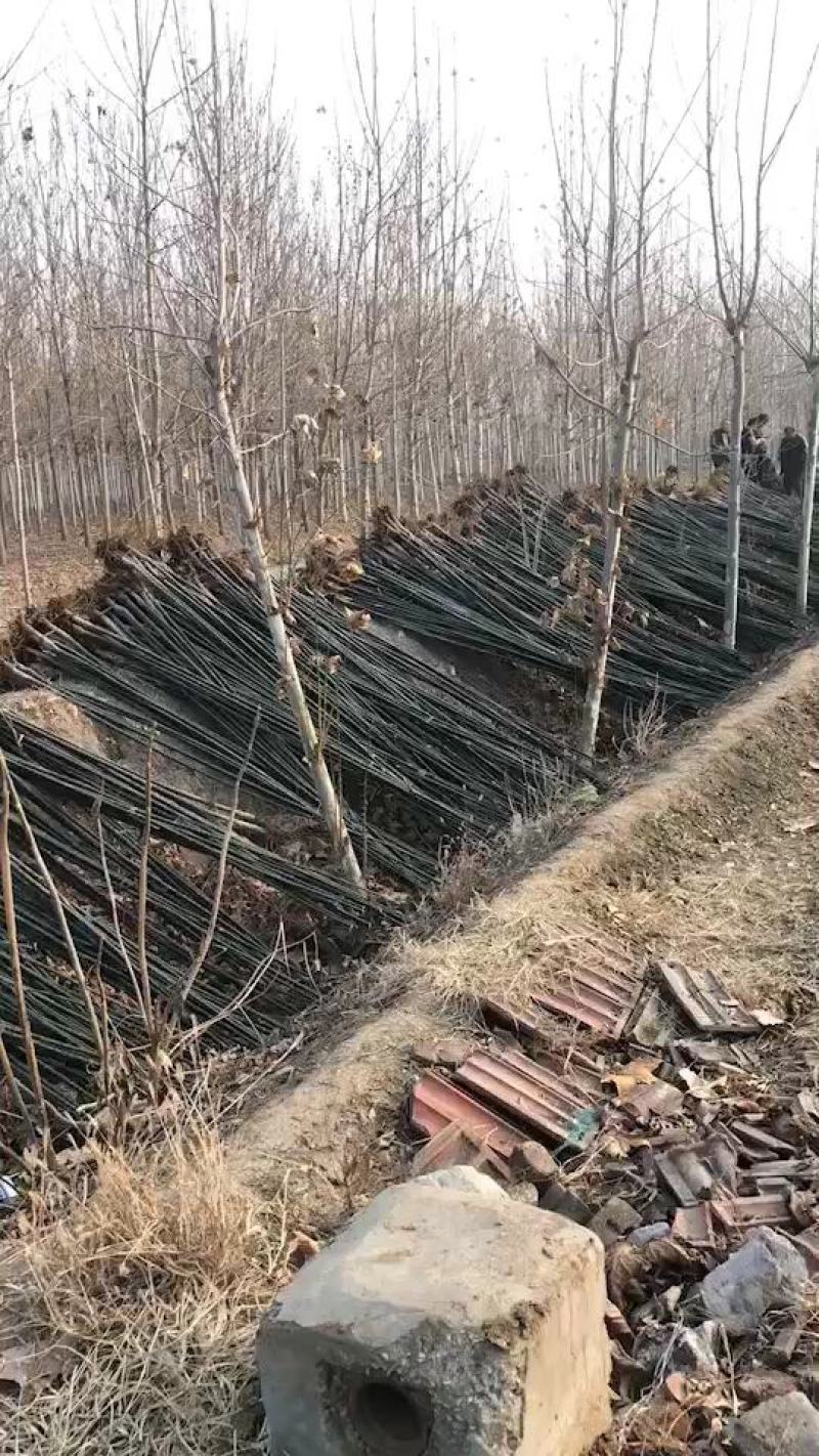 淑女国槐