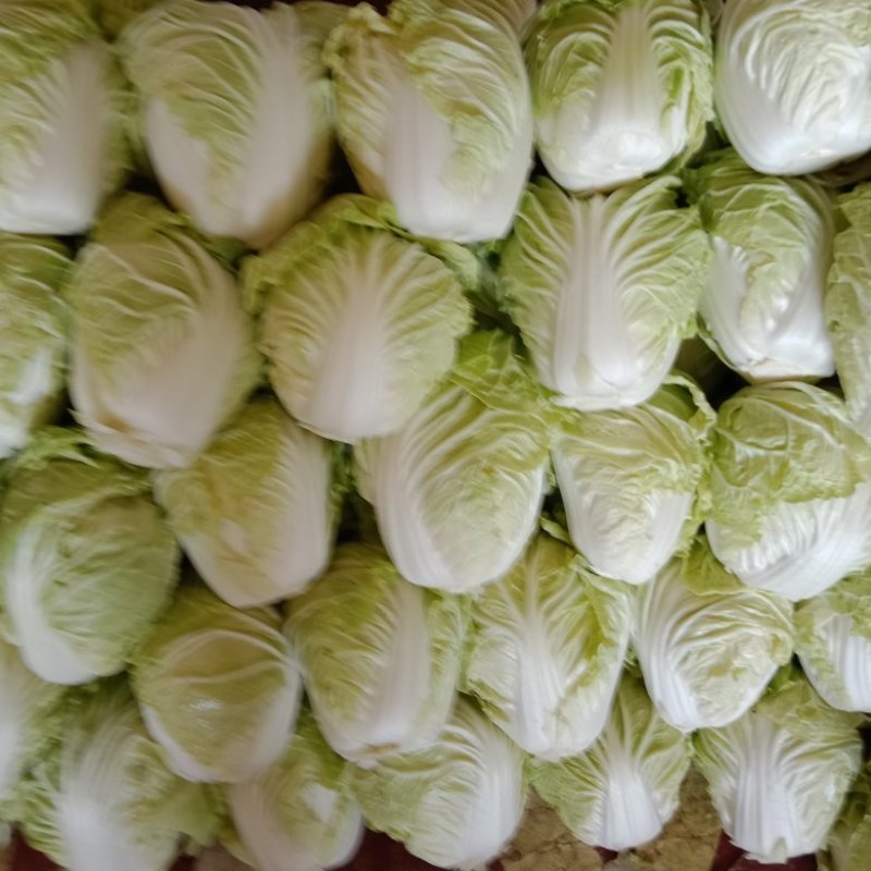 夏阳白菜全天现货供应，发市场二毛菜，净菜都有