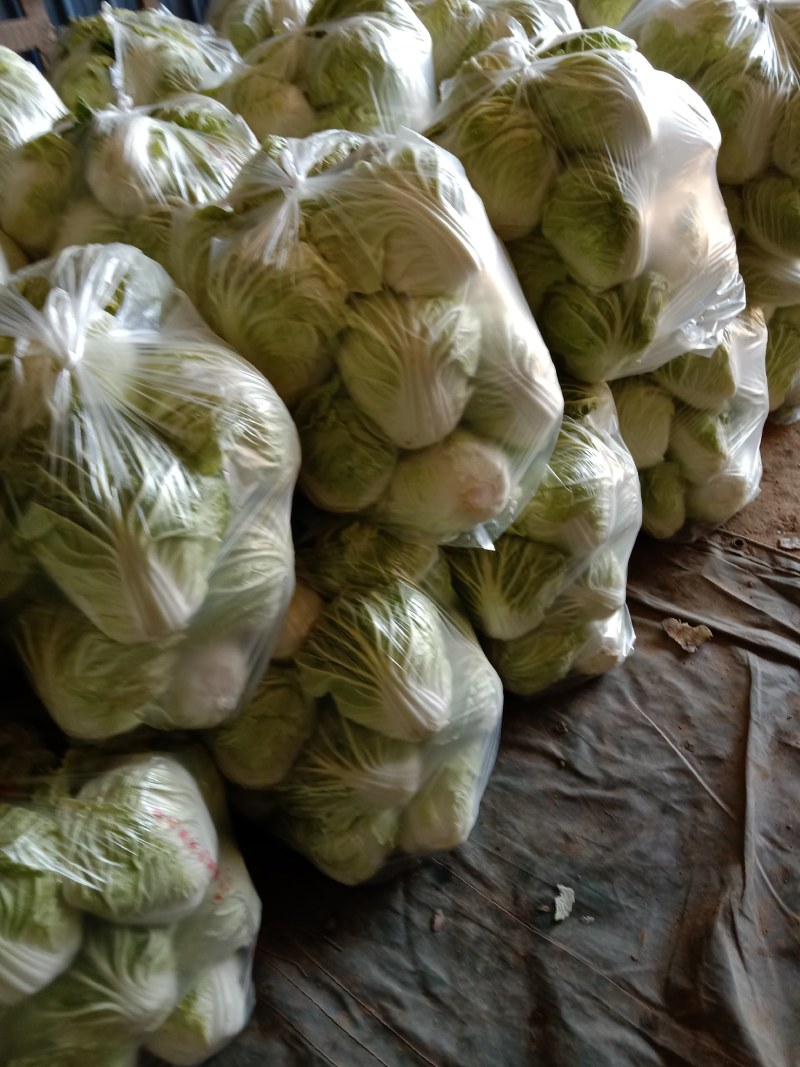 夏阳白菜全天现货供应，发市场二毛菜，净菜都有