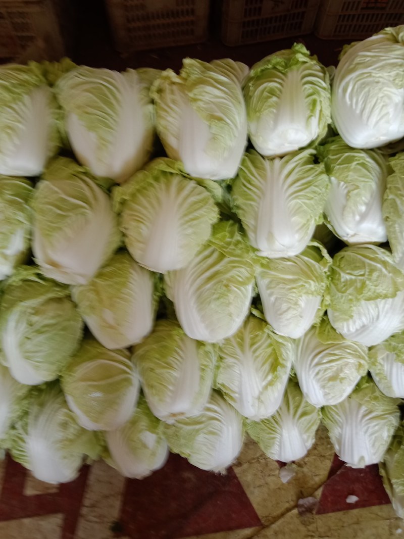夏阳白菜全天现货供应，发市场二毛菜，净菜都有