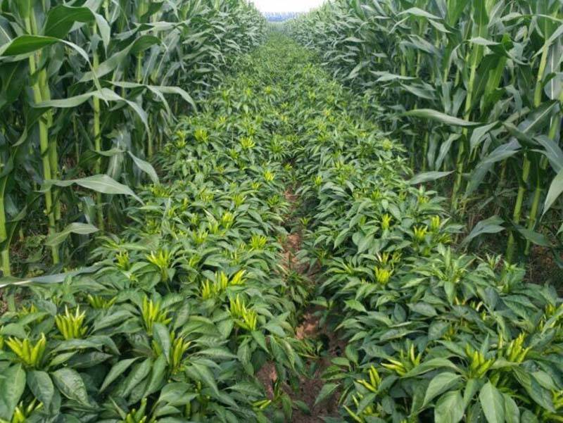 遍地红簇生朝天椒种子小米椒辣椒种子5克袋一千粒正品包邮