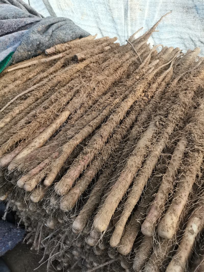 河北垆土铁棍山药红斑山药河南焦作温县铁棍一样供应水沟旱沟