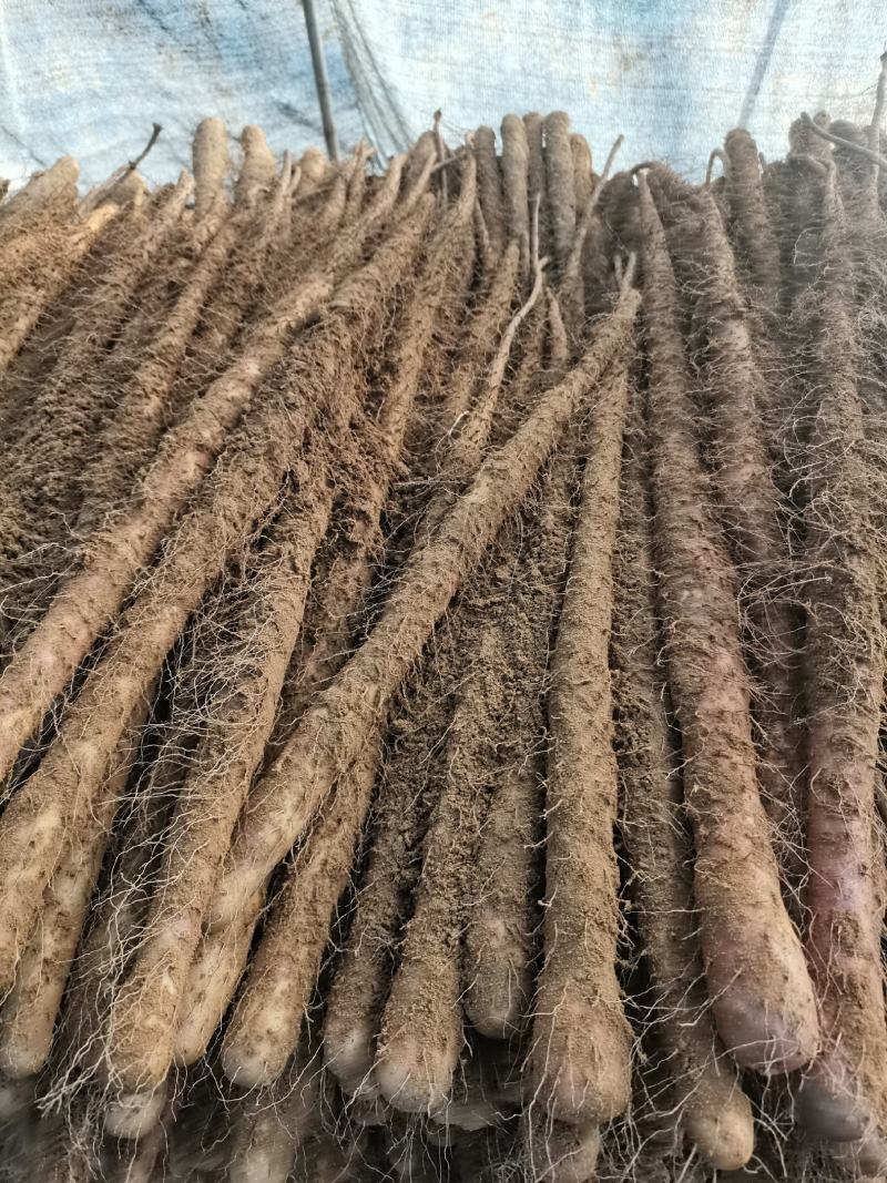 河北垆土铁棍山药红斑山药河南焦作温县铁棍一样供应水沟旱沟