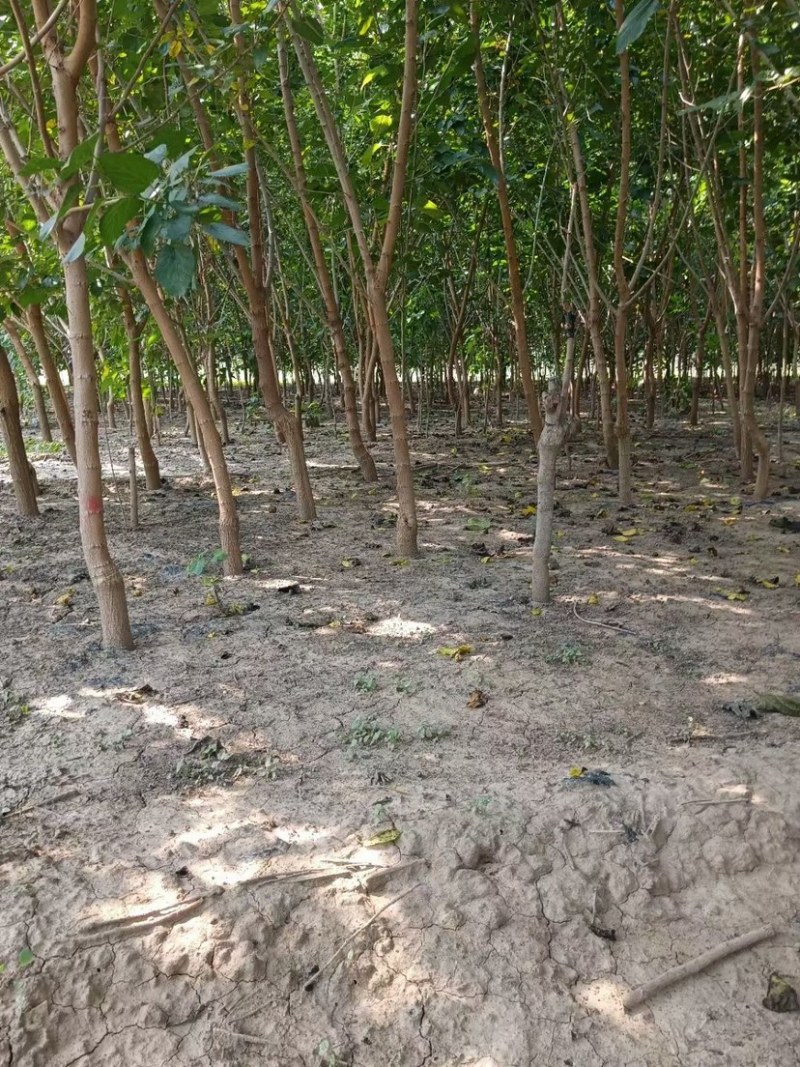 【推荐】3-15桑葚树苗产地直供，规格齐全，大量批发。