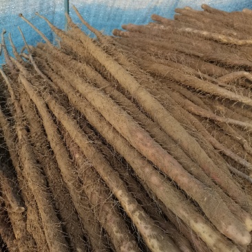 河北垆土铁棍山药红斑山药河南焦作温县铁棍一样供应水沟旱沟