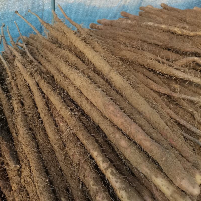 河北垆土铁棍山药红斑山药河南焦作温县铁棍一样供应水沟旱沟