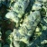 湖北天门甘篮，质优价廉，支持各种包装