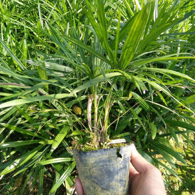 棕竹，小叶棕竹