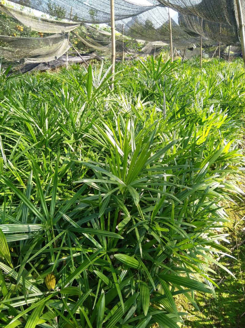 棕竹，小叶棕竹