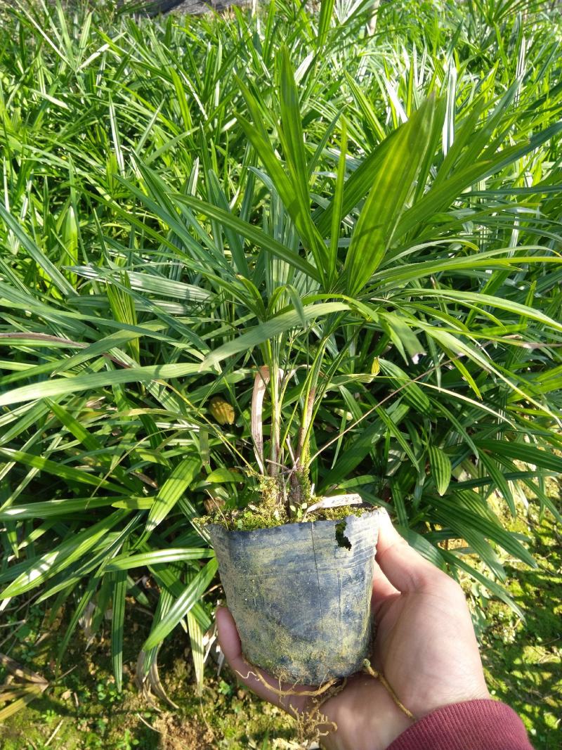 棕竹，小叶棕竹