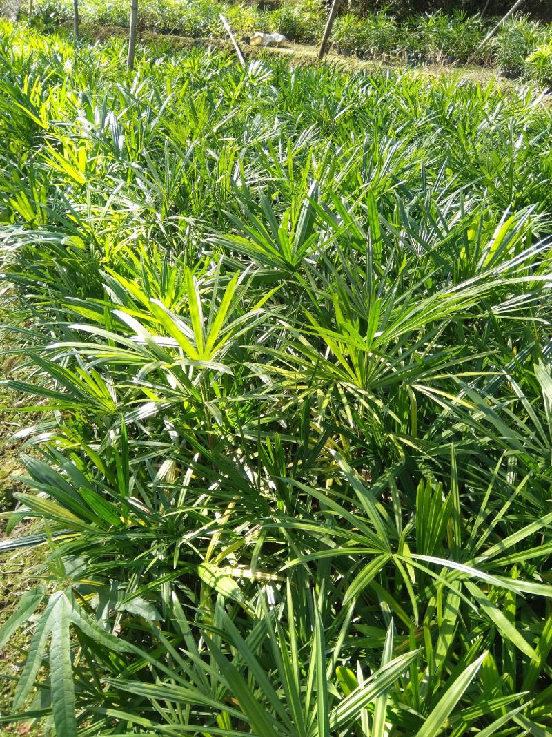 棕竹，小叶棕竹