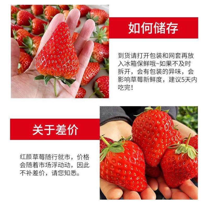 牛商推荐大凉山露天红颜牛奶草莓全国电商一件代发社区团购