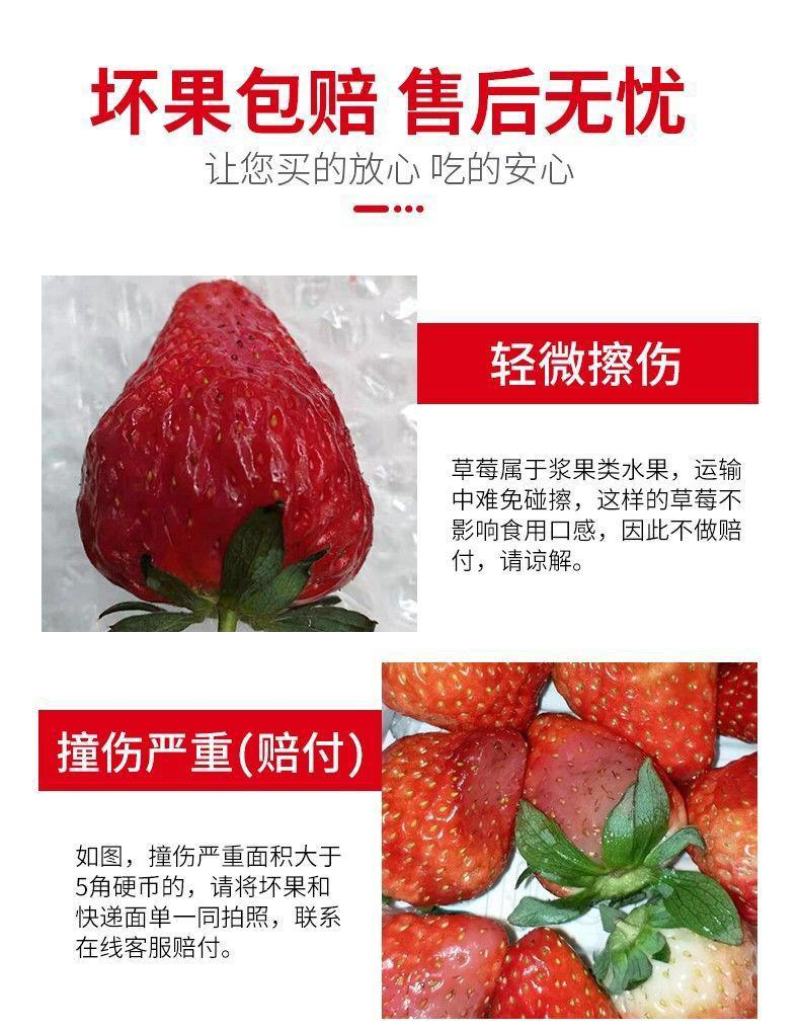 牛商推荐大凉山露天红颜牛奶草莓全国电商一件代发社区团购